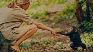 Jane Goodall transforma pesquisa sobre chimpanzés