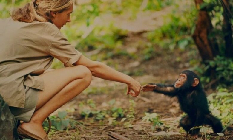 Jane Goodall transforma pesquisa sobre chimpanzés