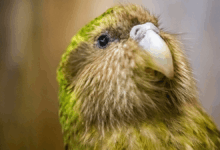 Pesquisa aponta estabilidade do kakapo frente à doença