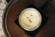 Cientistas testam iogurte com formigas em pesquisa alimentar