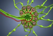 Pesquisa sugere que cirurgia pode afetar defesa natural