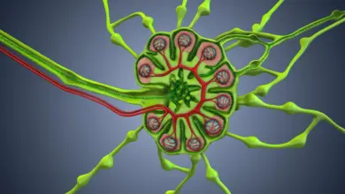 Pesquisa sugere que cirurgia pode afetar defesa natural