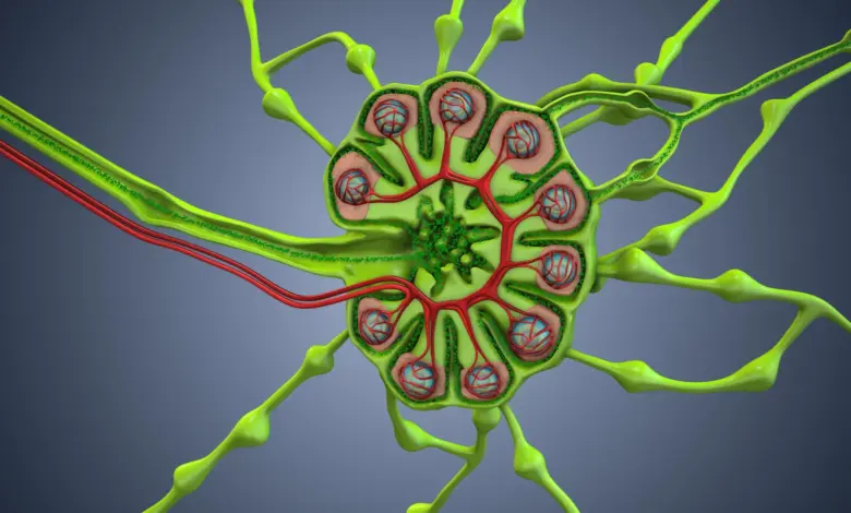 Pesquisa sugere que cirurgia pode afetar defesa natural