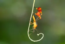 Pesquisa revela bug que usa dança como tática de sobrevivência