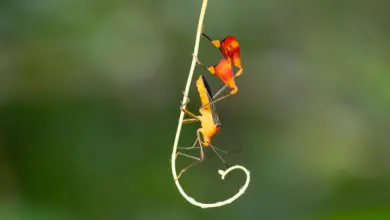 Pesquisa revela bug que usa dança como tática de sobrevivência