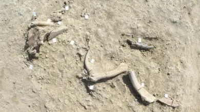 Estudo revela humanos antigos fabricando ferramentas de ossos