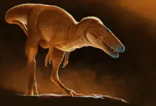 Pesquisa revela dinossauro anterior ao T. rex, o “dragon prince”