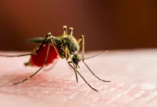 Pesquisa avalia surto de febre do mosquito no sul da China