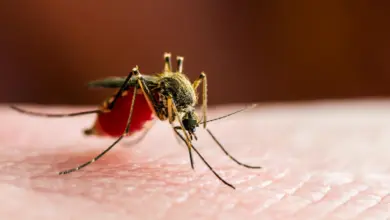 Pesquisa avalia surto de febre do mosquito no sul da China