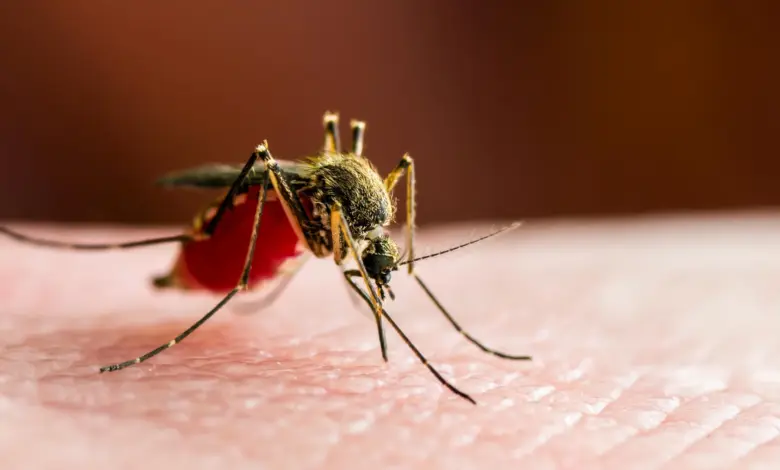 Pesquisa avalia surto de febre do mosquito no sul da China
