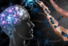 Descoberta revela compostos que reparam dano da esclerose múltipla