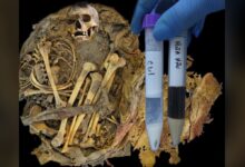 Estudo revela microbioma em fezes mumificadas de 1.000 anos