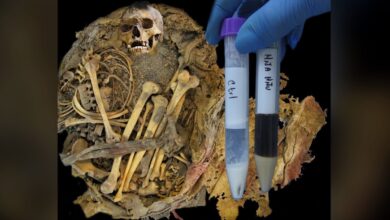 Estudo revela microbioma em fezes mumificadas de 1.000 anos