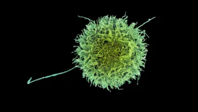 Pesquisa do MIT cria células imunes furtivas contra câncer