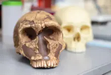 Pesquisa indica papel do chumbo na evolução da inteligência