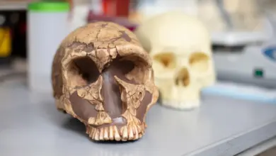 Pesquisa indica papel do chumbo na evolução da inteligência