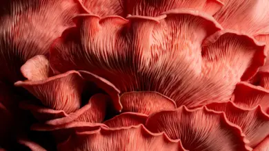 Estudo revela domínio de fungos por 1 bilhão de anos
