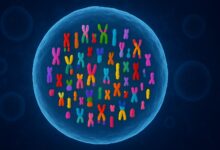 PyTorch classifica subtipos de câncer de pulmão com ML