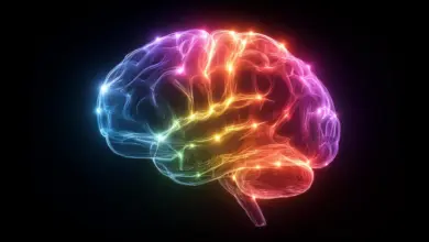 Cientistas sugerem em estudo que cérebro opera com 7 sentidos