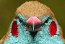 Pesquisa reúne banco de dados com 11.500 espécies de aves