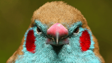 Pesquisa reúne banco de dados com 11.500 espécies de aves