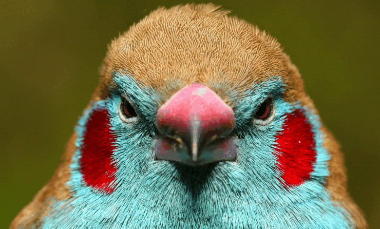Pesquisa reúne banco de dados com 11.500 espécies de aves