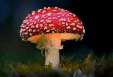Pesquisadores descobrem cogumelo gigante similar ao de Mario