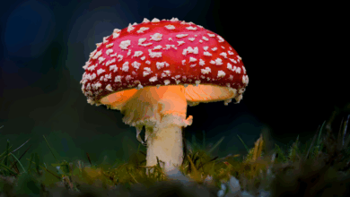 Pesquisadores descobrem cogumelo gigante similar ao de Mario
