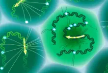 Cientistas decifram código oculto do DNA em estudo