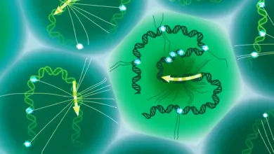 Cientistas decifram código oculto do DNA em estudo