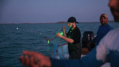 Pesquisadores desenvolvem rede solar para salvar tartarugas