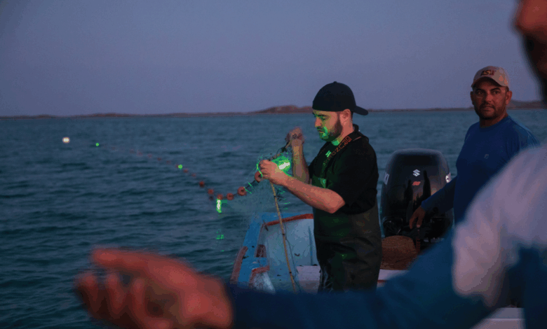 Pesquisadores desenvolvem rede solar para salvar tartarugas