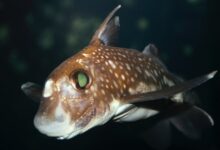 Pesquisa revela como dentes frontais ajudam peixes na reprodução
