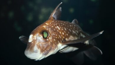 Pesquisa revela como dentes frontais ajudam peixes na reprodução