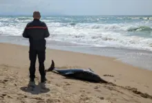Estudo revela Alzheimer em golfinhos por toxina marinha