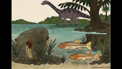Descoberta de mosca de 151 milhões de anos redefine evolução