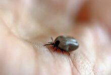 SUS faz alerta sobre febre maculosa após interdição de parque