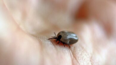 SUS faz alerta sobre febre maculosa após interdição de parque