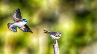 Pesquisa aponta aves expostas a PFAS com alta sobrevivência