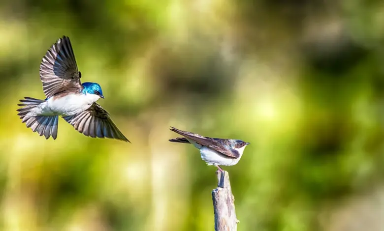 Pesquisa aponta aves expostas a PFAS com alta sobrevivência