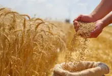Pesquisa revela gene que pode triplicar produção de trigo