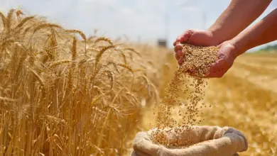 Pesquisa revela gene que pode triplicar produção de trigo